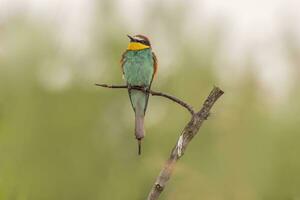 oe färgrik biätare merops apiaster sitter på en gren och utseende för insekter foto