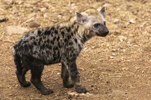 fick syn på hyena Valp i kruger np foto