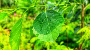 vatten droppar på grön löv efter regn färsk natur detalj.droppar av vatten på en lövgrön natur bakgrund.avkopplande regnig säsong.naturlig bakgrund, grön tapet foto