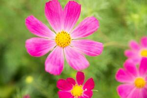 skön rosa blommor växande i de trädgård. trädgårdsarbete begrepp, närbild. foto