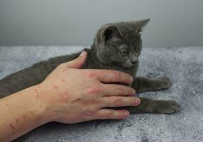 aggressiv grå katt attacke de hand. skön söt katt spelar med kvinna hand och bitande med rolig känslor foto