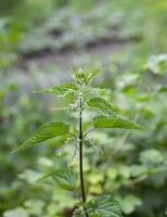 urtica dioica, ofta kallad allmänning nässla eller sveda nässla. foto