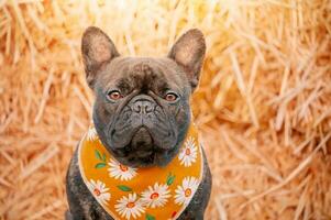 franska bulldogg i en gul bandana med prästkragar. en brindle hund på en bakgrund av hö. foto