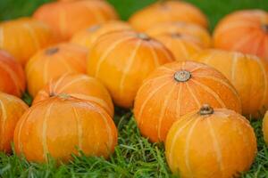 mogen orange pumpor på de gräs. skörd pumpor. halloween foto