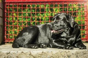 en svart labrador hund lögner nära de Port. ett vuxen hund med skinande päls. en sällskapsdjur, ett djur. foto