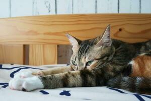 trefärgad katt sovande lugnt njuter katt tupplur. porträtt av en sovande randig ung katt på en säng. de katt är vilar foto