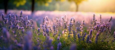 lavendel- blommor flög blomning över sommar landskap ,närbild syn, generativ ai foto