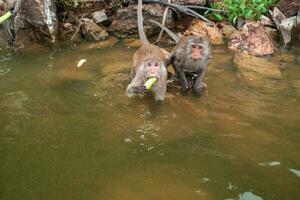 de apa är gående och äter på de sten på reservoar. foto