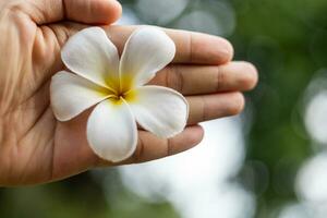 vit blomma i mannens hand cirkulär bokeh fläck foto