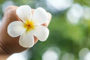 vit blomma i mannens hand cirkulär bokeh fläck foto