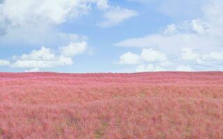rosa gräsmark och utomhus- bakgrund, 3d tolkning. foto