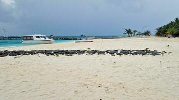 paradis maldiverna, inte endast turkos vatten och vit stränder... foto