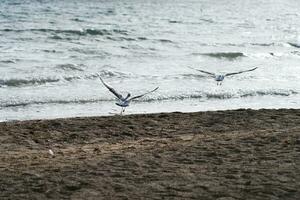 hav fåglar flyga tillsammans längs de sjön. foto