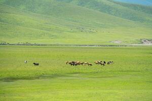 hästar med omfattande gräsmark. Foto i bayinbuluke gräsmark i xinjiang, Kina.