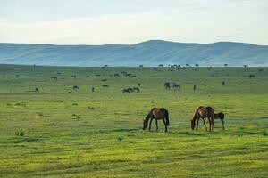gräsmark och hästar i de Sol. foto
