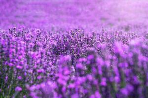 lavendel- herrgård på en solig dag. foto