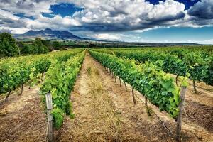 vackert vingårdslandskap foto