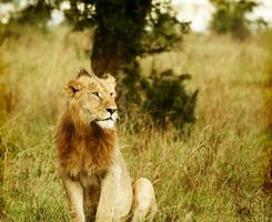 ung vild afrikansk lejon foto