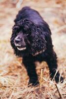 engelsk cockerspaniel spaniel svart hund foto