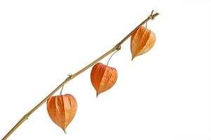 kvist av ljus orange physalis isolerat på vit bakgrund. design element. ClipArt höst blomma. torr växter. tre element foto