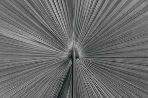 skön ofullständig naturlig textur av plam blad foto