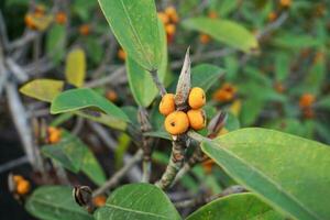 orange skog frukt konstig form ge födelse i de skog. foto