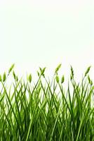 grönt gräs isolerad på vit bakgrund foto