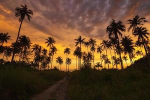 silhuett av kokospalmen vid solnedgången på den tropiska stranden foto