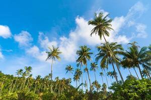 vacker kokosnötpalm under blå himmel på den tropiska stranden och havet