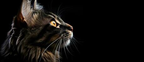svart katt porträtt foto