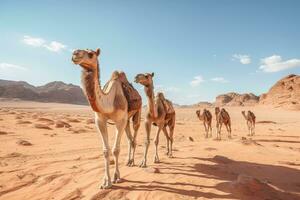 kameler i de sahara öken, marocko, afrika. selektiv fokus, kameler i wadi rom öken, jordan i en sommar dag, ai genererad foto