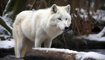 en söt Varg i de arktisk skog, ser på kamera genererad förbi ai foto