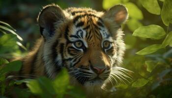 tiger, natur skönhet, våldsam och hotad, stirrande in i de vild genererad förbi ai foto