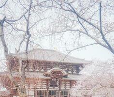 sakura körsbär blomma tagen i vår i japan foto