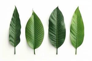 naturlig av tropisk grön löv av blad isolerat på vit bakgrund, varierar annorlunda av växt botanisk, med generativ ai. foto
