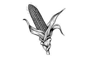 majs hand teckning skiss årgång gravyr vektor illustration. foto