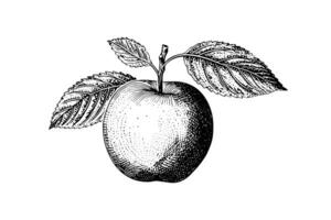 äpple frukt hand dragen gravyr stil vektor illustrationer. foto