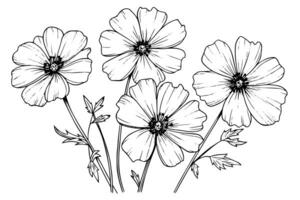 isolerat Cosmea vektor illustration element. svart och vit gravyr stil bläck konst. foto