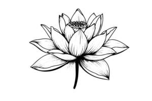 en lotus lilja vatten blomma i en årgång träsnitt graverat etsning stil vektor illustration. foto