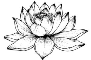 en lotus lilja vatten blomma i en årgång träsnitt graverat etsning stil vektor illustration. foto