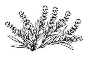blommig botanisk lavendel- blomma hand dragen bläck skiss. vektor gravyr illustration. foto