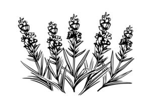 blommig botanisk lavendel- blomma hand dragen bläck skiss. vektor gravyr illustration. foto