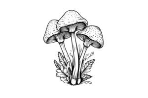 flyga agaric eller amanita svamp grupp växande i gräs gravyr stil. vektor illustration. foto