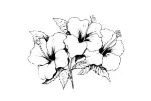 hibiskus blommor i en årgång träsnitt graverat etsning stil. vektor illustration. foto