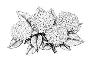 hand dragen bläck skiss hortensia blommor. vektor illustration i gravyr stil. foto