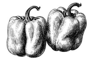 peppar eller paprika hand dragen vektor illustration i gravyr stil. foto