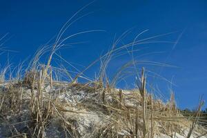 vild torr gräs växande på en dyn i de kust bälte mot de blå himmel foto