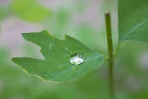 liten regn droppar på en grön blad på en äng på en sommar dag foto