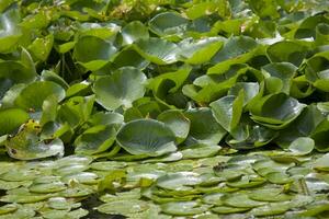 grön stor lotus löv på de vatten skapande ett intressant bakgrund foto