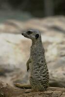 små djur- däggdjur meerkat i närbild i naturlig livsmiljö foto